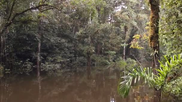 Video Pohon Hutan Dan Aliran Sungai Hutan Hujan Amazon Ekuador — Stok Video