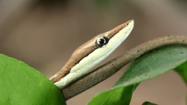 Video Van Brown Vine Snake Oxybelis Aeneus Ecuador — Stockvideo