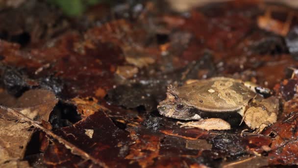 Βίντεο Από Καφέ Βάτραχος Βάτραχος Στα Φύλλα — Αρχείο Βίντεο