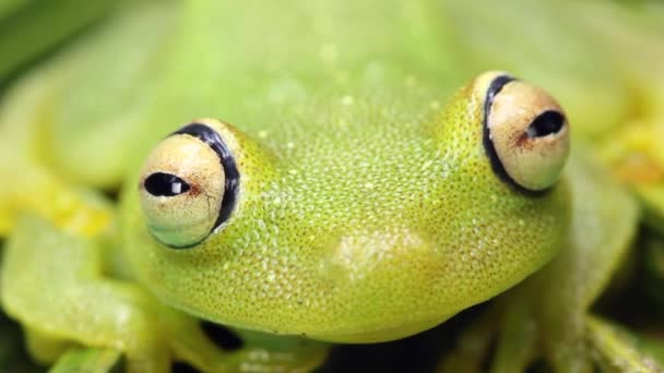 Βίντεο Από Πράσινο Treefrog Hypsiboas Cinerascens — Αρχείο Βίντεο