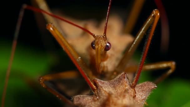 Video Assassin Bugs Mating Night Rainforest Understory Ecuador — Stock Video