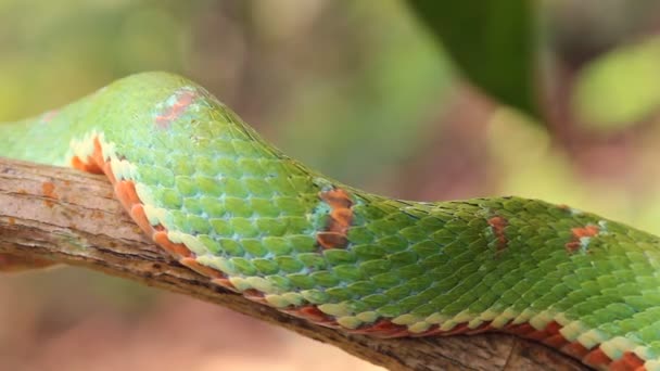 Video Serpiente Víbora Pestañas Bothriechis Schlegelii Víbora Venenosa Del Oeste — Vídeos de Stock