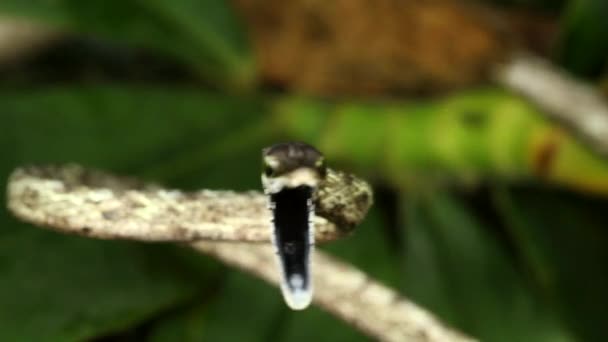 Vidéo Serpent Brun Vigne Oxybelis Aeneus Équateur — Video