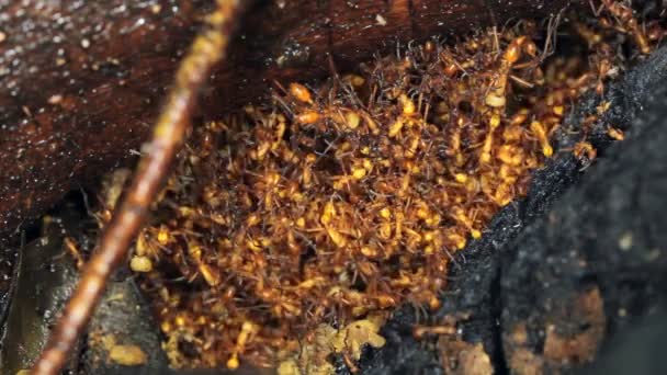 Video Hormigas Selva Tropical Ecuador — Vídeo de stock