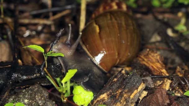 茶色のカタツムリが地面についていて — ストック動画