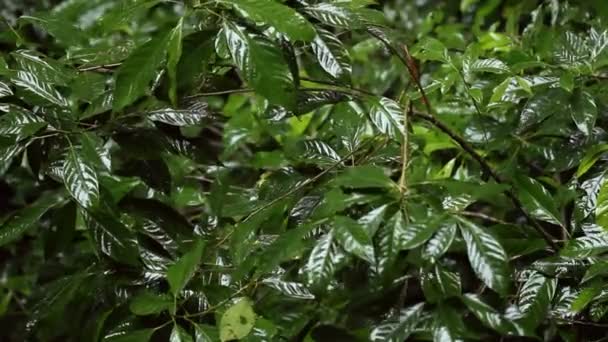 Close Video Van Tropische Woudbomen Met Groene Bladeren Regen — Stockvideo