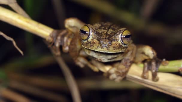 Kleiner Brauner Frosch Auf Pflanzenstock — Stockvideo