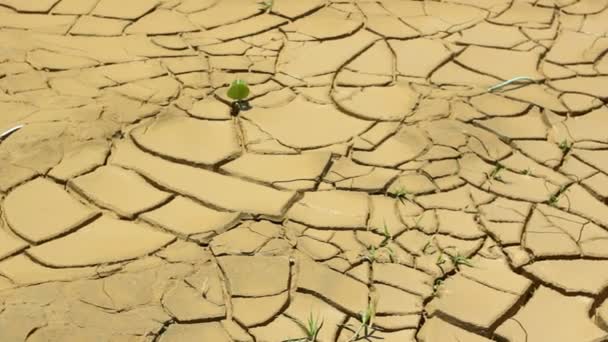 Video Suelo Seco Agrietado Con Plantas Diminutas Crecimiento — Vídeos de Stock