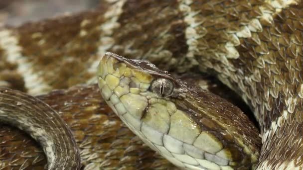 Primer Plano Video Serpiente Adulto Grande Fer Lance Bothrops Atrox — Vídeos de Stock