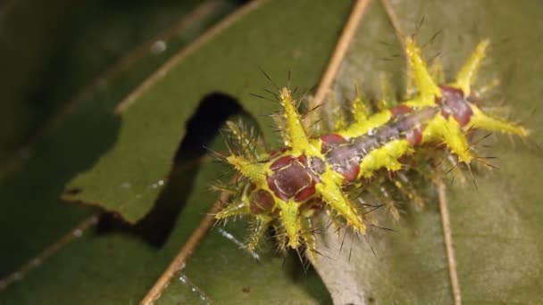 Video Oruga Babosa Limacodidae Hoja Sotobosque Ecuador — Vídeo de stock