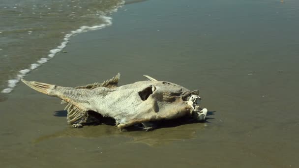 Мертвая Рыба Пляже Тихоокеанском Побережье Эквадора Видео — стоковое видео
