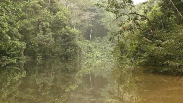 vidéo des arbres forestiers et du débit fluvial, forêt tropicale en Amazonie équatorienne