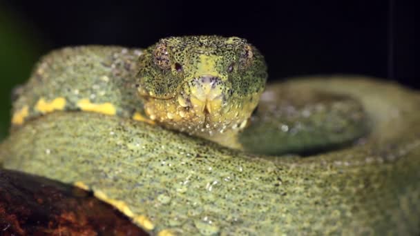 Video Von Zwei Gestreifte Waldpitvipernatter Bothriopsis Bilineata — Stockvideo