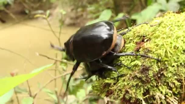Video Rhinoceros Beetles Mating Moss — Stock Video