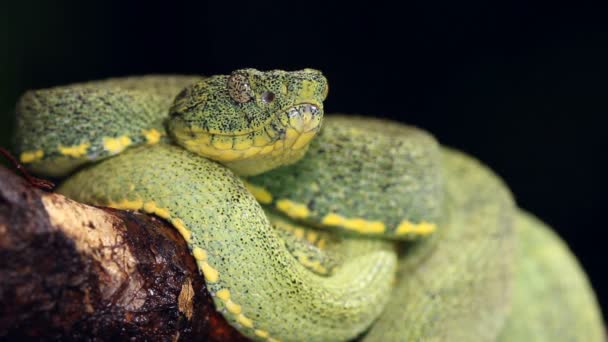 Video Two Striped Forest Pitviper Snake Bothriopsis Bilineata — Stock Video