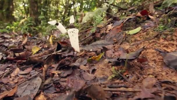 Video Mushrooms Strangled Stinkhorn Staheliomyces Cinctus Growing Cloudforest Western Ecuador — Stock Video