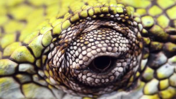 Video Ojo Lagarto Cerca Bertholds Bush Anole Polychrus Gutturosus Spurrelli — Vídeos de Stock