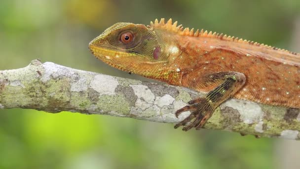 Βίντεο Red Eyed Woodsaura Enyalioides Oshaughnessyi Κλαδί Δέντρου — Αρχείο Βίντεο