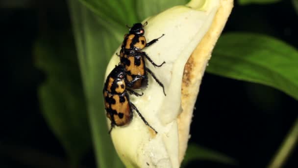 Video Skalbaggar Parning Tropiska Arum Blomma Västra Ecuador — Stockvideo