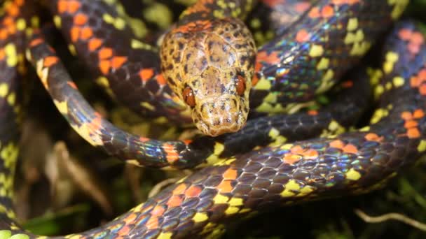 Vídeo Serpiente Vientre Serpiente Siphlophis Cervinus Ecuador — Vídeo de stock