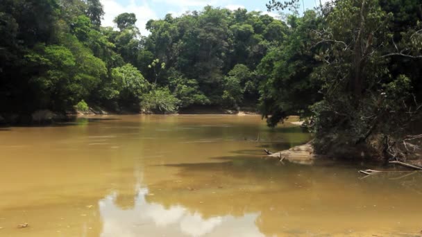 Amazon Ekuador Video Sungai Hutan Tropis — Stok Video