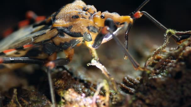 Vidéo Bug Triatoma Gros Plan — Video