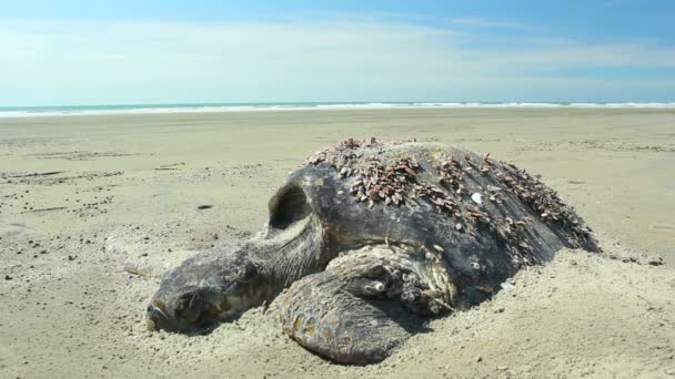 Відео Dead Loggerhead Черепахи Піщаному Узбережжі Тихоокеанському Узбережжі Еквадору Океанські — стокове відео