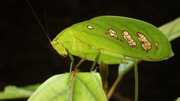 Kriket Videosu Yeşil Yağmur Ormanı Katydid Ekvador — Stok video