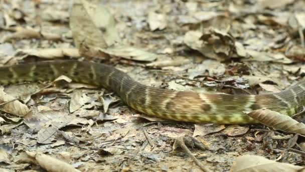 Video Snake Large Adult Fer Lance Ground Nature — Stock Video