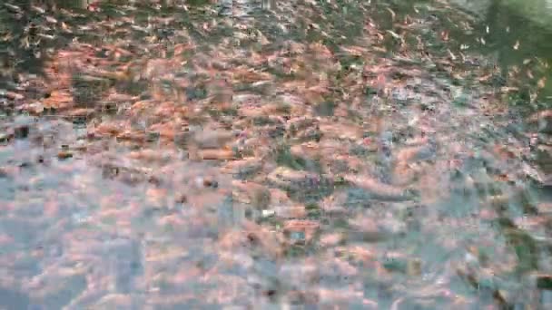 Vídeo Tilapia Piscina Lagoa Água Com Muitos Peixes — Vídeo de Stock
