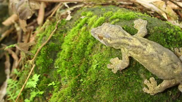 Video Turp Kuyruklu Gecko Ekvadactylus Solimoensis Ekvador Amazon Ağaç Gövdesinde — Stok video