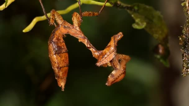 Vídeo Mantis Folha Morta Falcatoria Acanthops Sub História Floresta Tropical — Vídeo de Stock