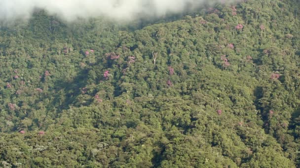 Vídeo Vista Aérea Árvores Floresta Tropical — Vídeo de Stock