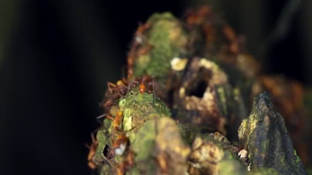 Video Nasute Termites Obhajující Vloupání Hnízda Tropický Deštný Prales Ekvádor — Stock video