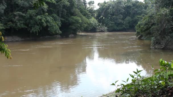 Wideo Rio Shiripuno Przepływ Rzeki Tropikalny Las Deszczowy Ekwadorskiej Amazonii — Wideo stockowe