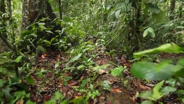 Foresta Tropicale Selvaggia Foglie Verdi Sulle Piante Video — Video Stock