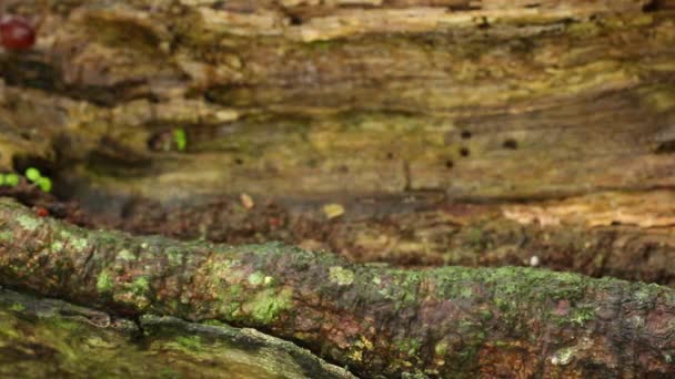 Video Hewan Amfibi Katak Bernapas Dan Duduk Batang Pohon — Stok Video
