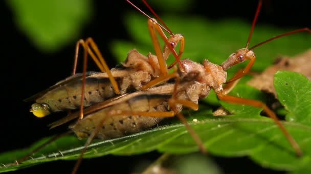 Video Bug Assassini Che Accoppiano Notte Nella Foresta Pluviale Understory — Video Stock