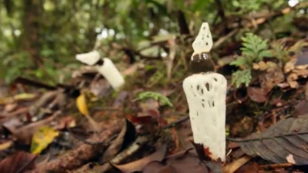 Video Van Paddestoelen Gewurgde Stinkhorn Staheliomyces Cinctus Groeiend Het Regenwoud — Stockvideo