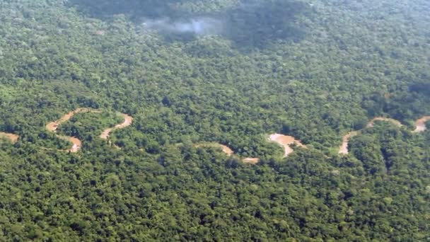 Vista Aérea Floresta Tropical Selvagem Folhas Verdes Plantas Vídeo — Vídeo de Stock