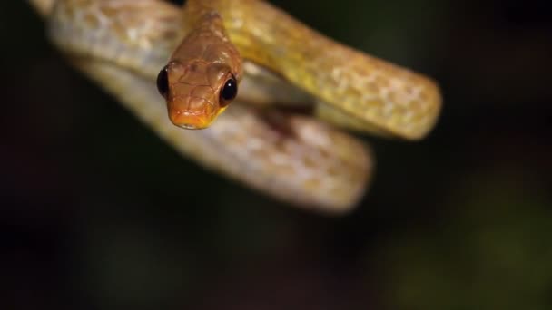 展示蛇舌的视频 Olive Whipsnake Chironius Fuscus — 图库视频影像