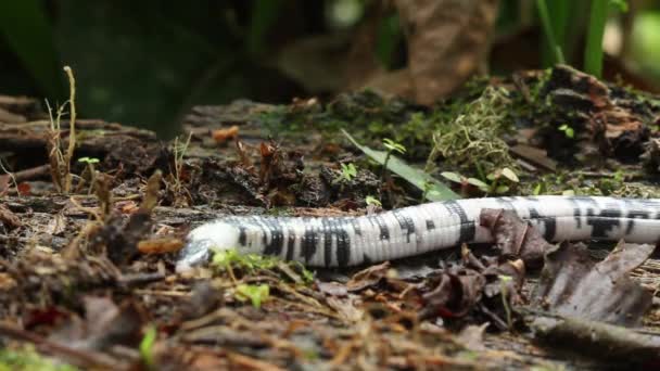Vídeo Speckled Worm Lizard Casca Árvore Amphisbaena Fuliginosa Rasteja Amazônia — Vídeo de Stock