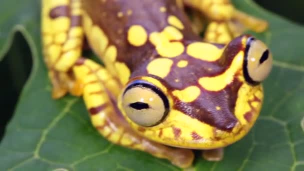 Imbabura Treefrog Hypsiboas Picturatus Choco Biological Region Ekvádor — Stock video