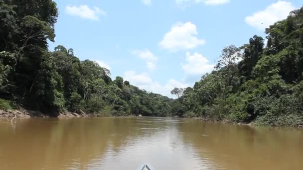 Zeitraffer Video Rio Shiripuno Flusslauf Tropischer Regenwald Ecuadorianischen Amazonas — Stockvideo