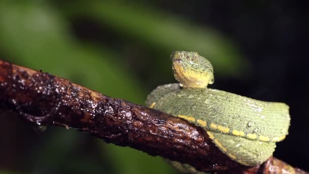 Videó Két Csíkos Erdei Pitvipera Kígyó Bothriopsis Bilineata — Stock videók