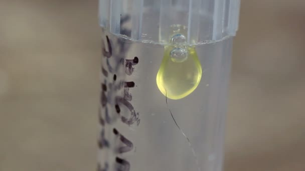 vidéo, venin de serpent dans le tube, venin extrait  