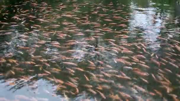 Vídeo Tilapia Piscina Lagoa Água Com Muitos Peixes — Vídeo de Stock