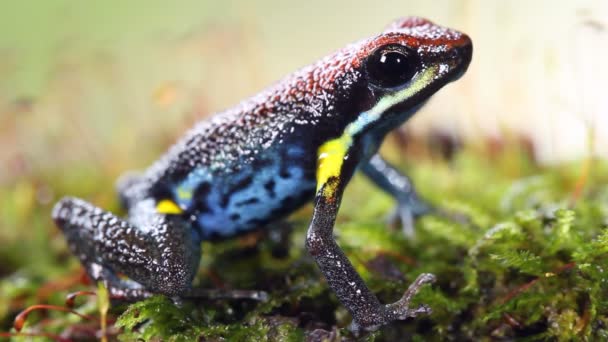 Videó Ecuadori Mérges Békáról Ameerega Bilinguis Moha Grass — Stock videók