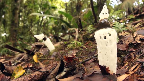 Videó Gomba Fojtott Stinkhorn Staheliomyces Cinctus Növekvő Felhő Erdőben Nyugat — Stock videók