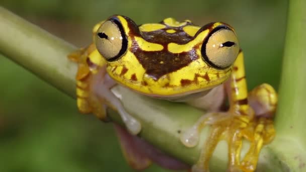 Imbabura Treefrog Hypsiboas Picturatus Choco Biológiai Régió Ecuador — Stock videók